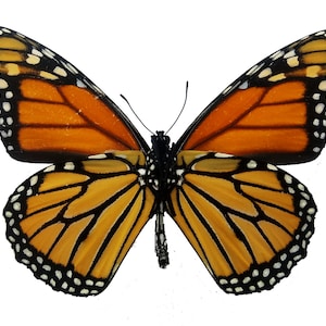 REAL Monarch Butterfly, SUSTAINABLY SOURCED Danaus Plexippus - Etsy