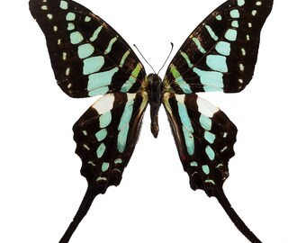 REAL Graphium policenes Swordtail Swallowtail Butterfly