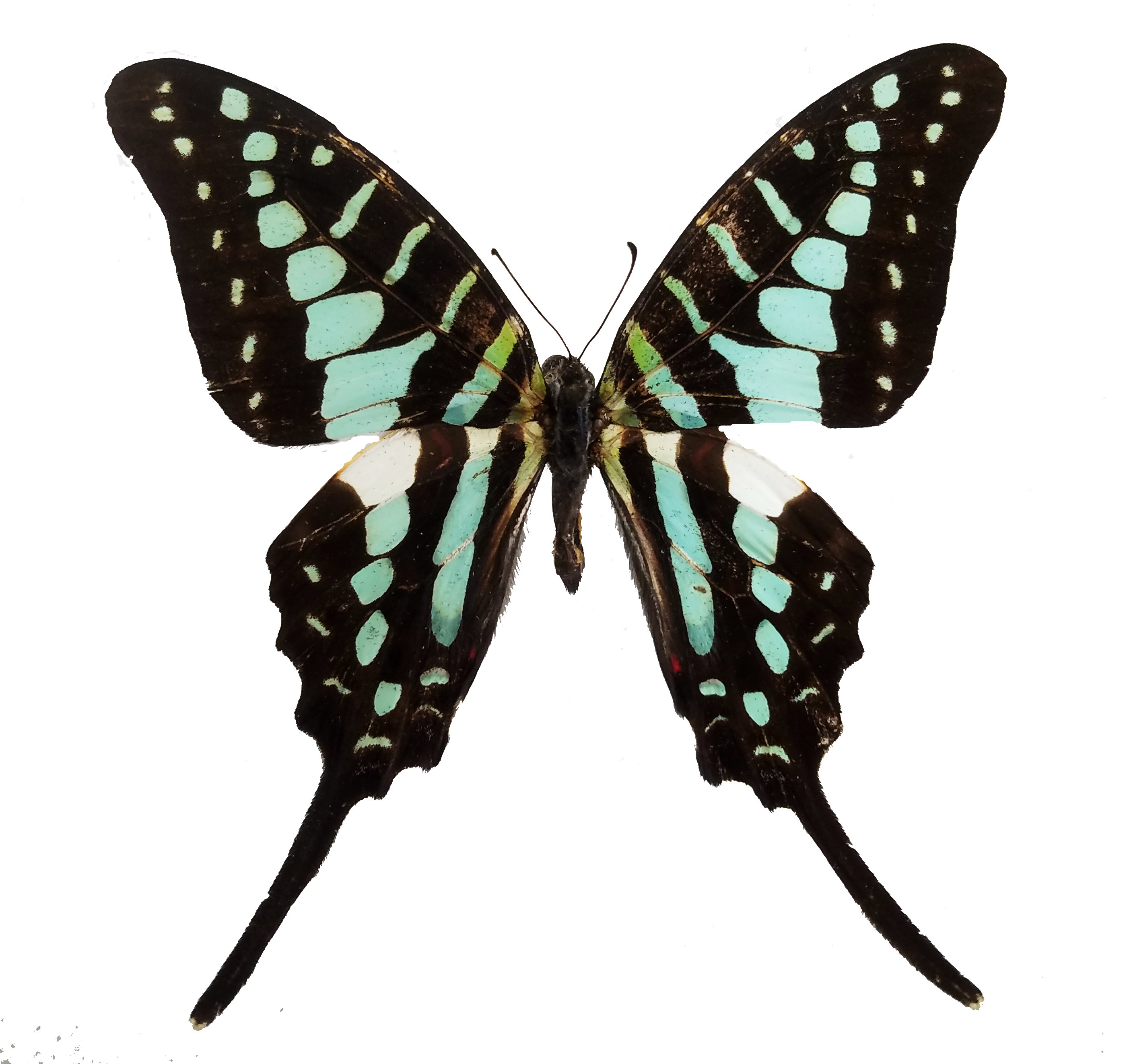 REAL Swordtail Swallowtail Butterfly 'graphium Policenes' - Etsy