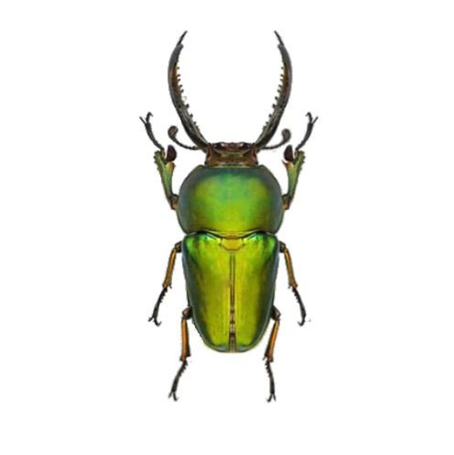 Metallic Green Sawtooth Stag Beetle Lamprima Adolphinae - Etsy