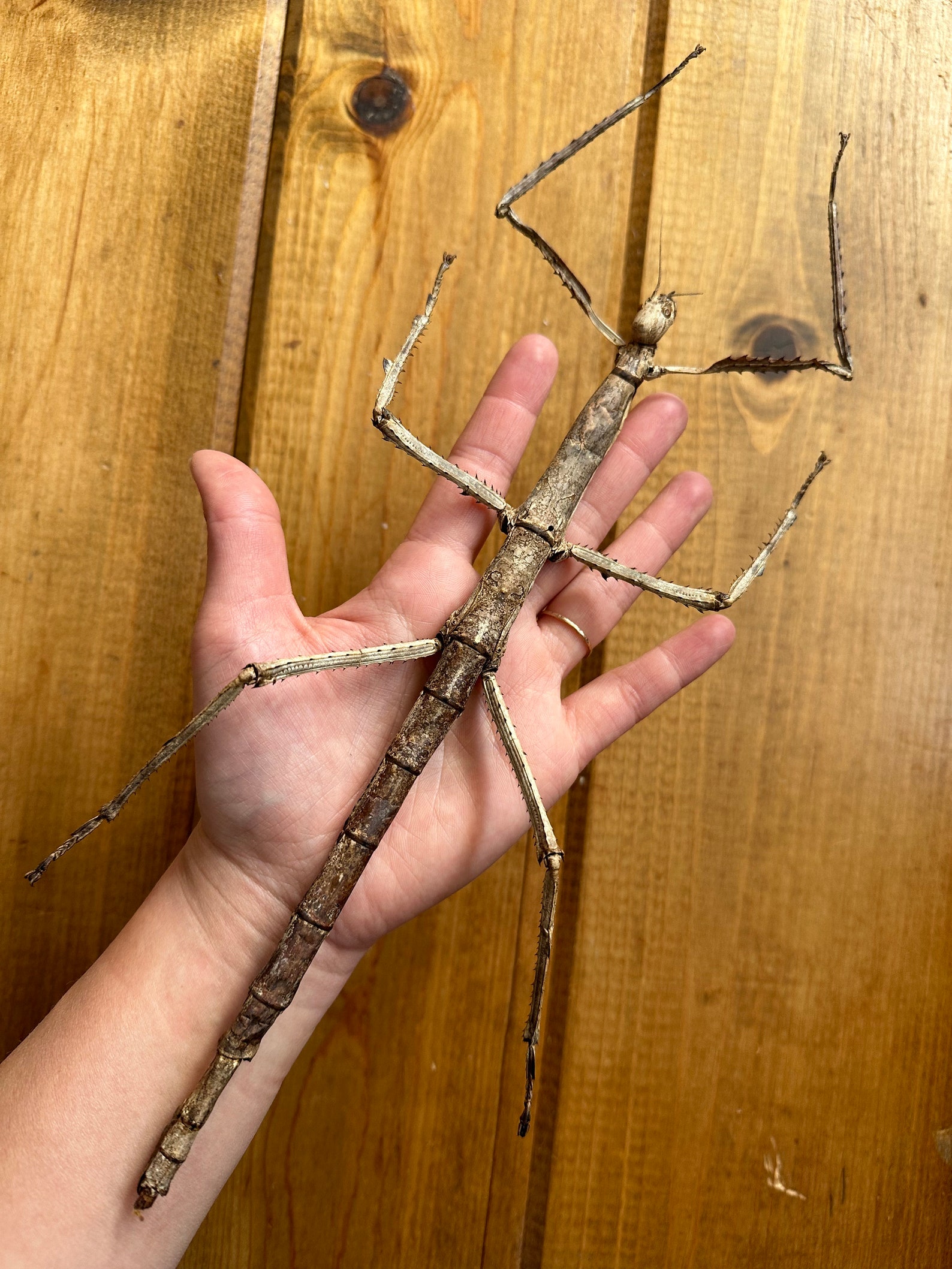 GIANT Stick Insect 'tirachoidea Westwoodi' UNSPREAD Etsy