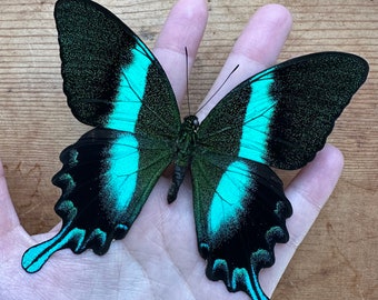 REAL Papilio Blumei, Blue-Green Swallowtail Butterfly