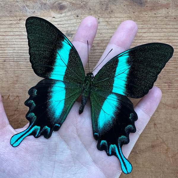 REAL Papilio Blumei, Blue-Green Swallowtail Butterfly