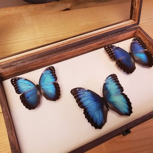 May include: Three blue morpho butterflies are displayed in a wooden shadow box with a glass top. The butterflies are mounted on a white background.
