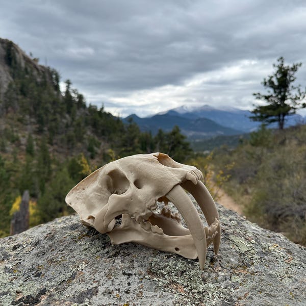 Saber-tooth Tiger Skull Exact Replica, Full Size, Smilodon fatalis fossil bones specimen, oddities collection, unusual gift unique Christmas