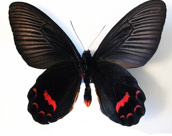 Red, Pink and Black Swallowtail Butterfly 'Atrophaneura dixoni' unmounted