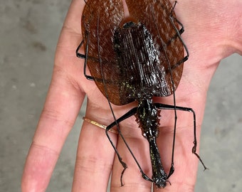 XL Violin Beetle, Mormolyce phyllodes WEIRD BUG!