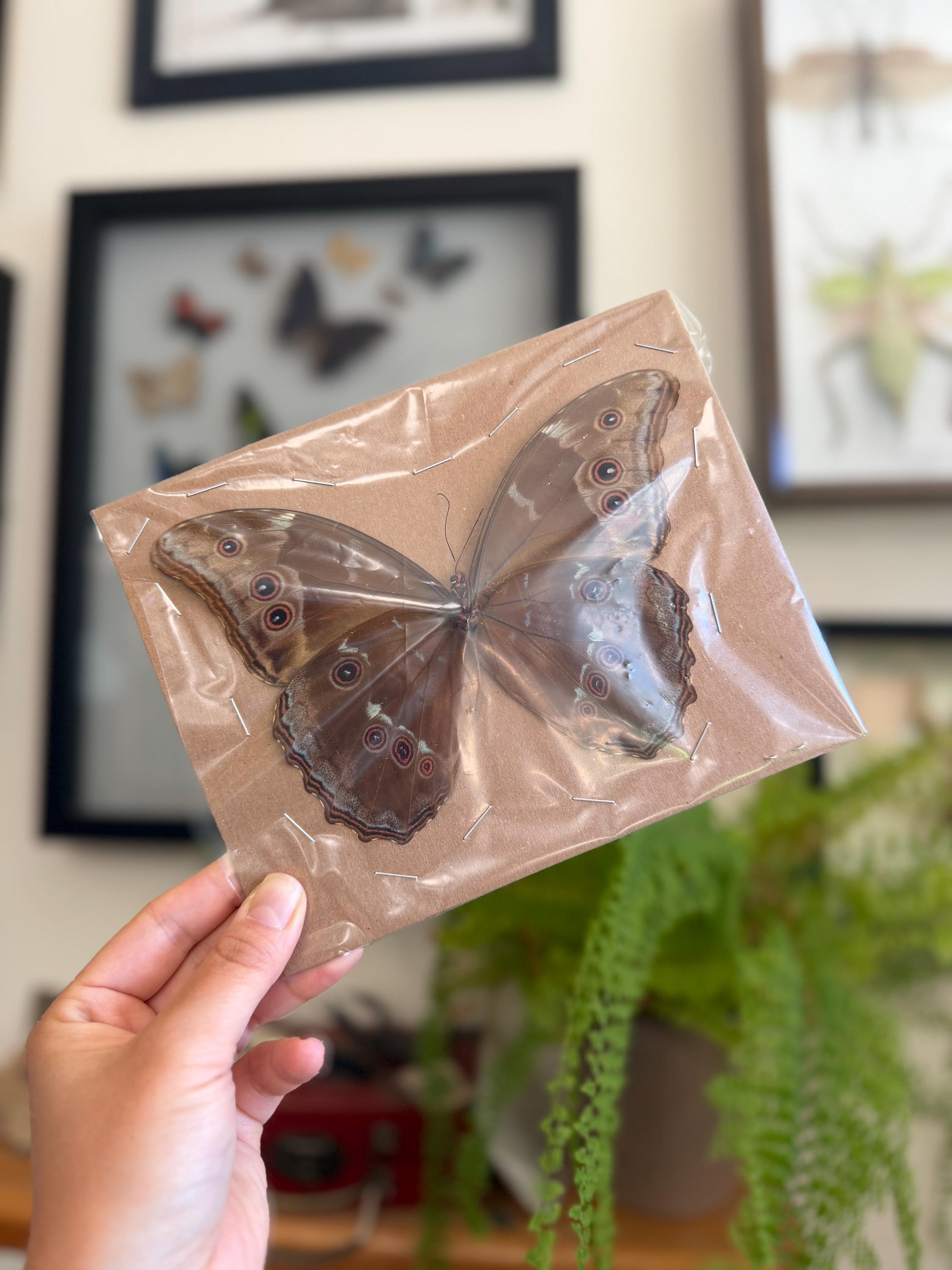 Blue Morpho Butterfly A1/A1- REAL Morpho Didius HUGE, Dried, Dead