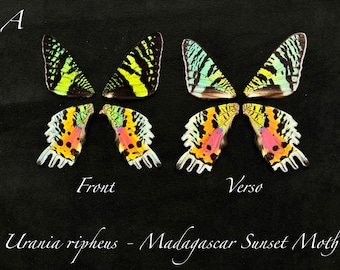 Pairs of REAL Butterfly Wings for arts, crafts, jewelry Monarch, Urania leilus, Sunset Moth