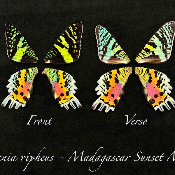 Pairs of REAL Butterfly Wings for arts, crafts, jewelry Monarch, Urania leilus, Sunset Moth