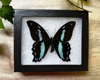 Green Banded Swallowtail 'Papilio nireus' REAL Swallowtail Butterfly SPREAD and FRAMED butterfly