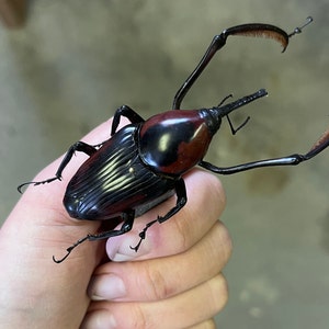 REAL Giant Bamboo Weevil Cyrtotrachelus buqueti