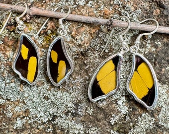 King Swallowtail 'Papilio thoas' Butterfly Wing Drop Earrings in 99.5 Fine Silver