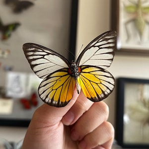 REAL White and Yellow Butterfly &#39;Prioneris philonome&#39; Unspread specimen, dried, pressed, preserved