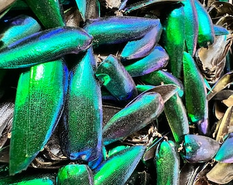 Jewel Beetle Elytra for art, crafts, jewelry REAL