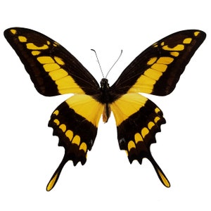 May include: A vibrant butterfly with open wings, showcasing a striking pattern of black and yellow. The wings are primarily yellow with black borders and accents, creating a bold contrast. The butterfly's body is black, and the background is white.