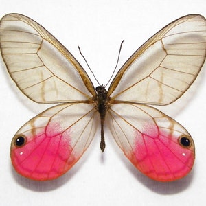 May include: A butterfly with translucent wings and a body of brown and black. The lower portion of the wings are a vibrant pink. The wings have a delicate, veined pattern. The butterfly is centered on a white background.
