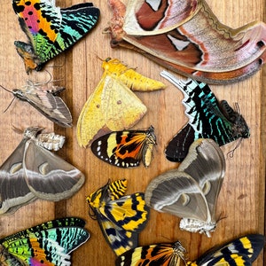 Mixed lot of REAL Moths for artwork, crafts, and projects! Assorted