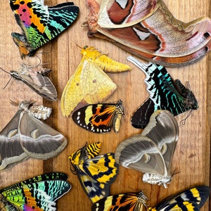 May include: A collection of colorful butterflies and moths with intricate wing patterns. The insects display a variety of colors, including yellow, orange, black, green, and brown. The wings are spread out on a wooden surface, showcasing their delicate details.