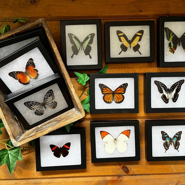 Framed Butterflies! Spread Specimens in Riker Mount Frames