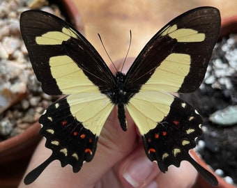 Papilio torquatus, REAL Swallowtail Butterfly