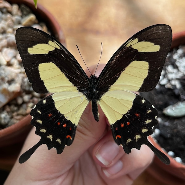 Papilio torquatus, REAL Swallowtail Butterfly