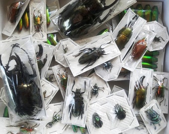 REAL Assorted Bugs and Beetles! Cool insect species from around the world! SHIPS from USA!