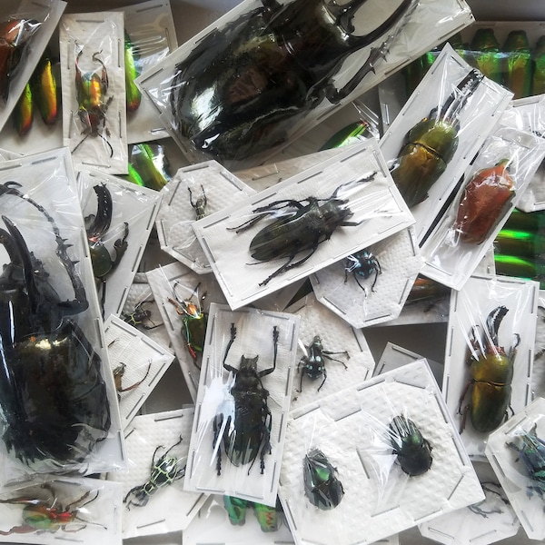REAL Assorted Bugs and Beetles! Cool insect species from around the world! SHIPS from USA!