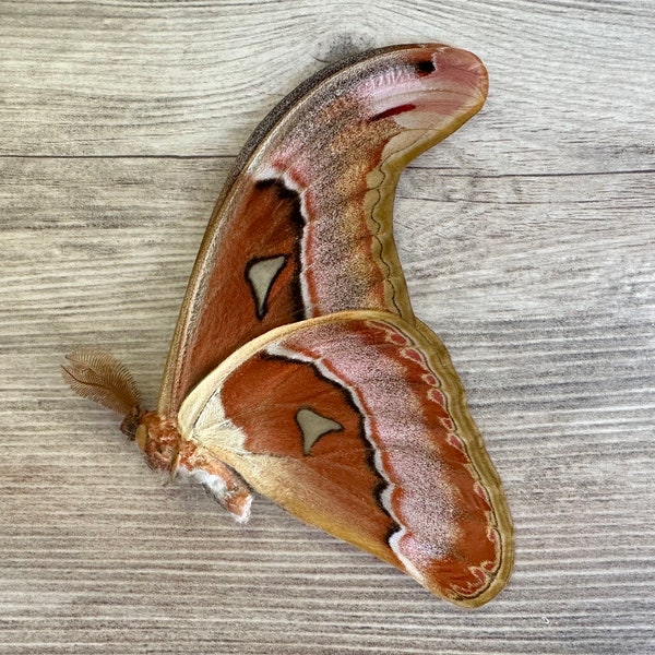 HUGE Atlas moth 'Attacus lorquini'