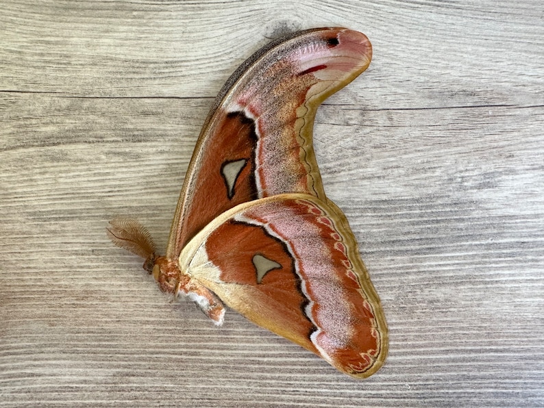 HUGE Atlas moth 'Attacus lorquini' image 1