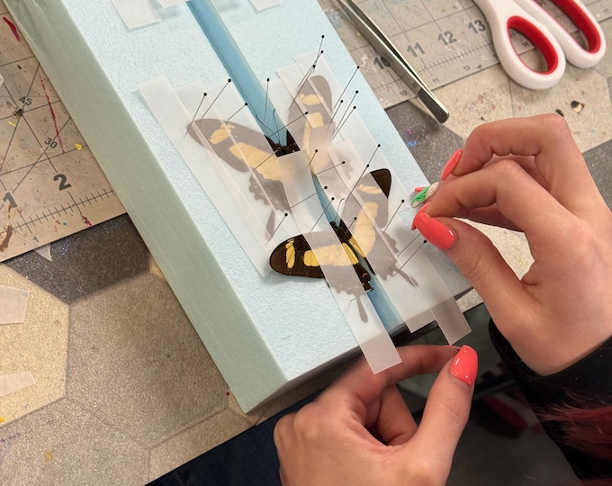 Kids Science Butterfly Kit with Spreading Board Real PRESERVED BUTTERFLIES Insect Tweezers and more! Pinning Home school Insect Unit Lesson