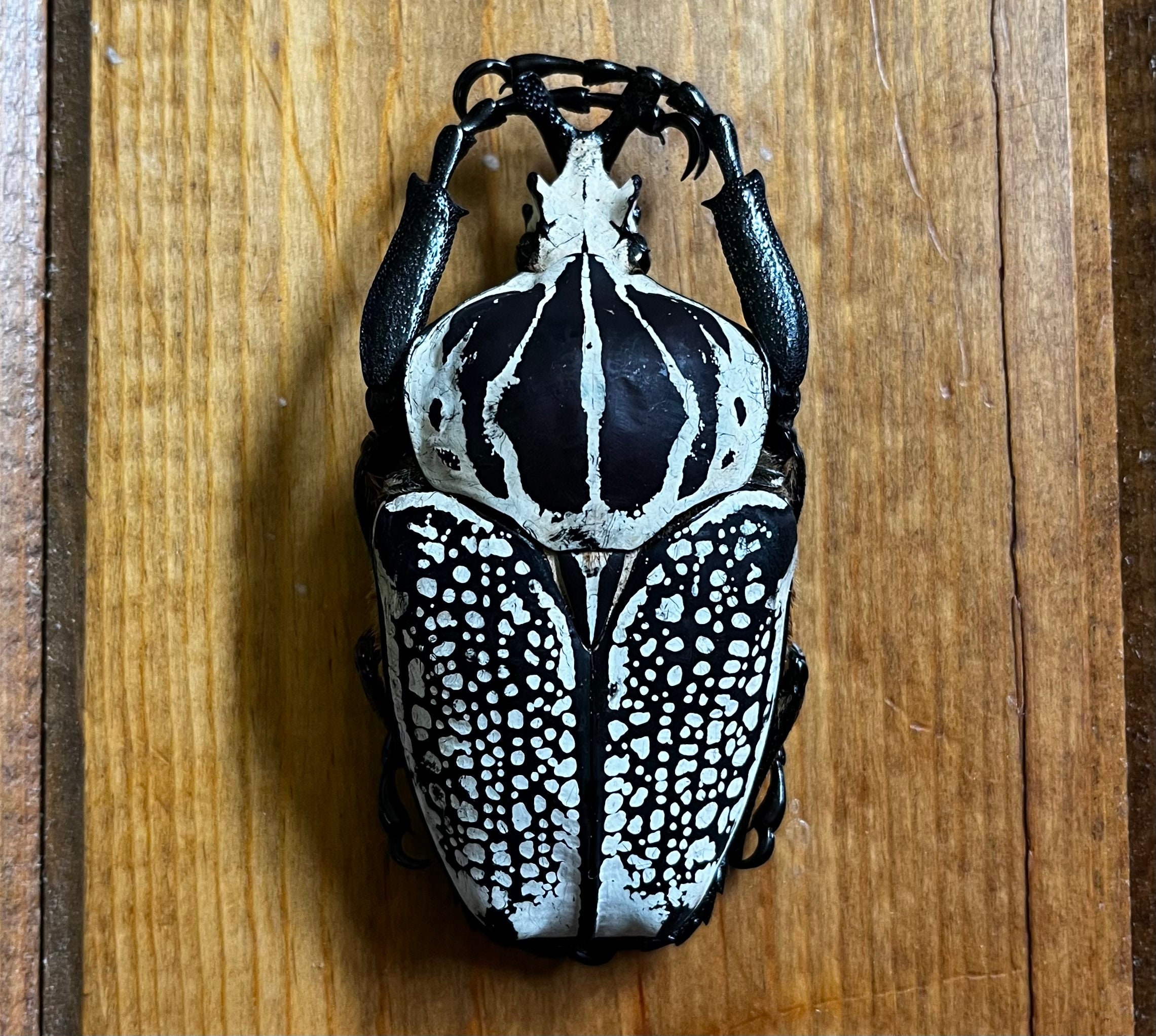 Goliathus Orientalis GIANT African Flower Beetle UNSPREAD - Etsy