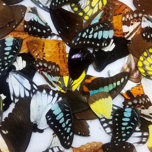 REAL Butterfly Wings for art, crafts, jewelry.  Mixed Assortment of 25 or 75 dried, pressed, preserved butterfly and moth wings.  Nature Art