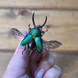 Metallic Green Sawtooth Stag Beetle, Lamprima Adolphinae