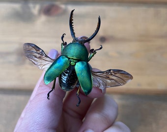 Metallic Green Sawtooth Stag Beetle, Lamprima Adolphinae