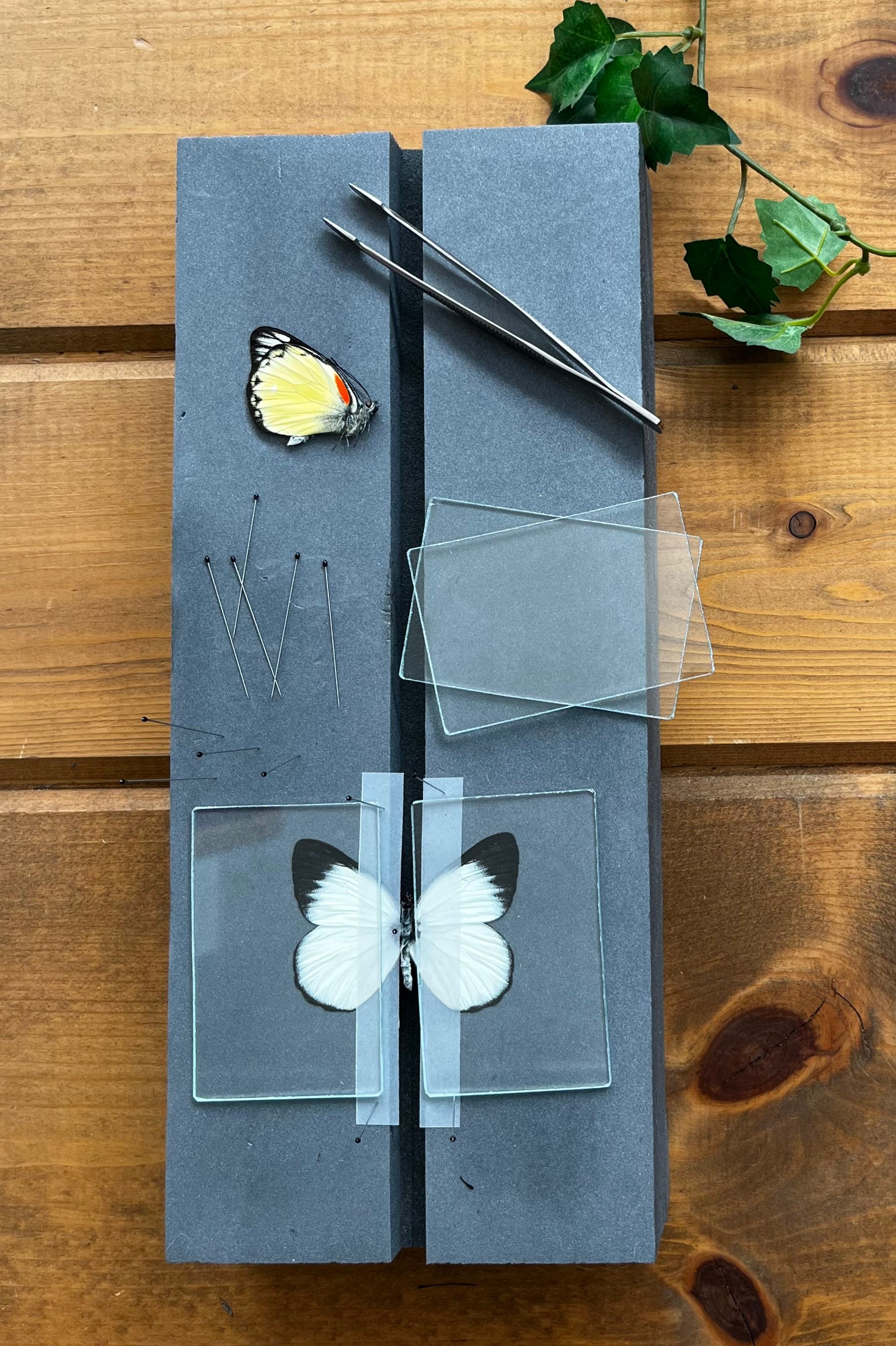 Complete Butterfly Mounting Kit Insect With Spreading Board Etsy