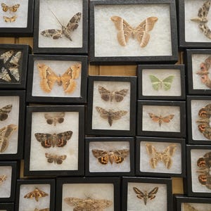 May include: A collection of various moth and butterfly specimens preserved in individual black rectangular frames. Each insect is mounted on a white textured background, displaying diverse wing patterns, shapes, and earthy color tones.