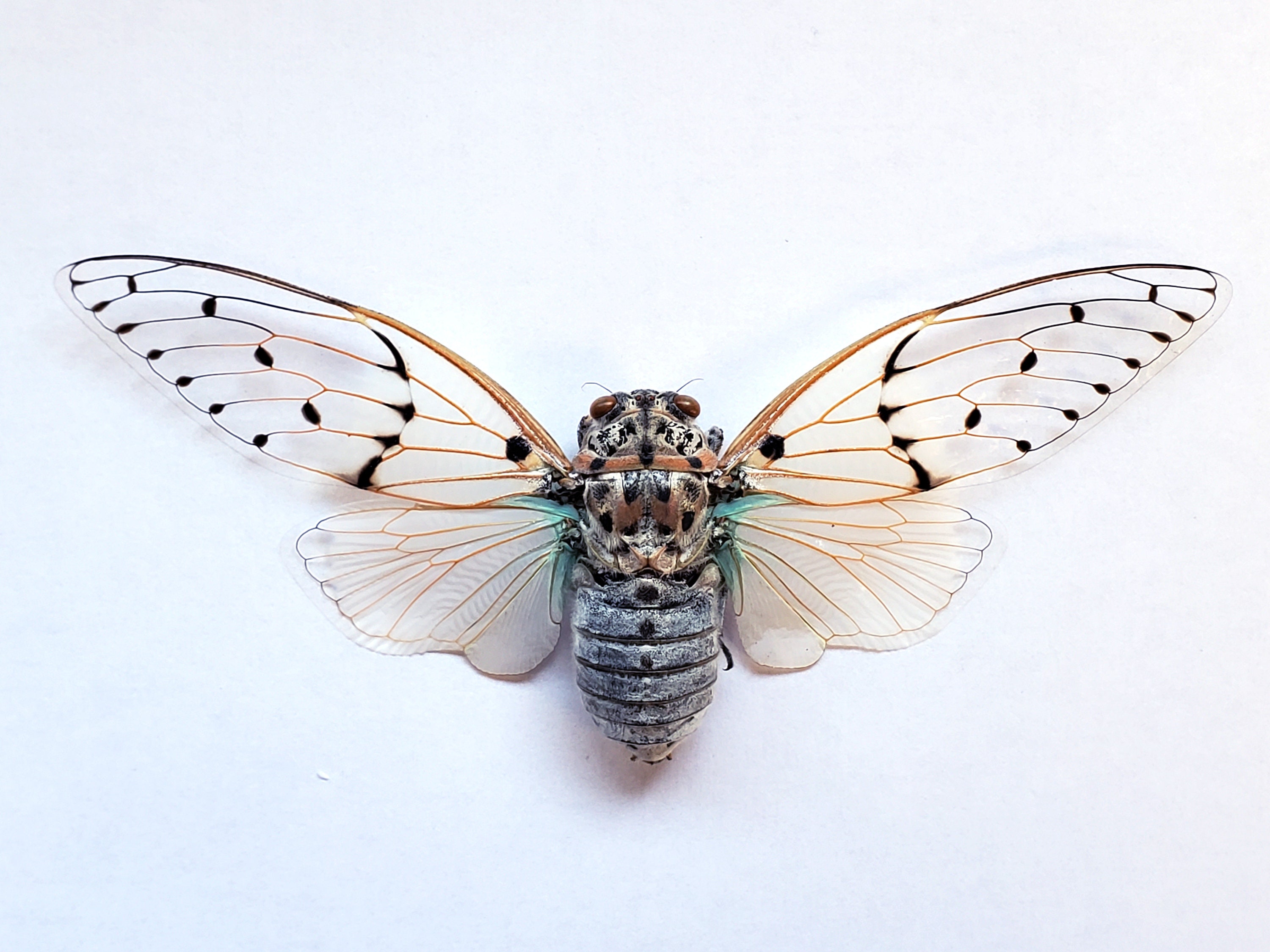 ThousWinds CICADA Wings Canopy – Thous Winds