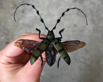 REAL Diastocera wallichi Longhorn Beetle, unmounted/unspread