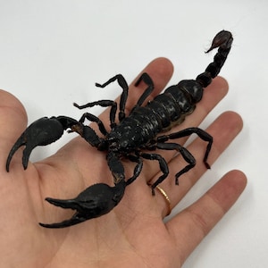 GIANT Real Scorpion, DEAD specimen Heterometrus laoticus, Black Forest Creepy Dead Bug for pinning, framing, artwork or Halloween Decor Goth