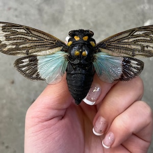REAL Blue Cicada Tosena Splendida Wings Spread Open! Unusual Big