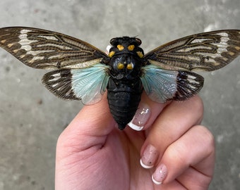 REAL Blue Cicada Tosena splendida Wings Spread Open! Unusual big dead, dried, preserved insect specimen for pinning, spreading, mounting