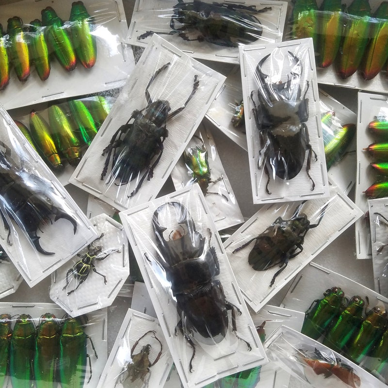 Bulk Craft Insects - Etsy