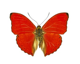 Red velvet Cymothoe sangaris for insect artwork butterflies collection or taxidermy project