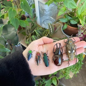 REAL BEETLE MIX! Assortment of dried, preserved, tropical beetles from around the world!!!