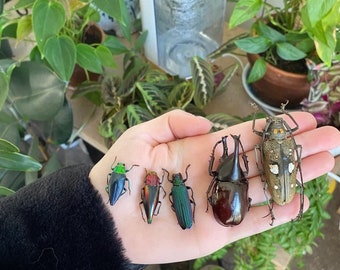 REAL BEETLE MIX! Assortment of dried, preserved, tropical beetles from around the world!!!