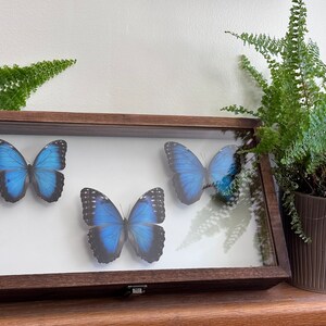 Insect Butterfly Wooden Display Case Cabinet CASE ONLY - Etsy