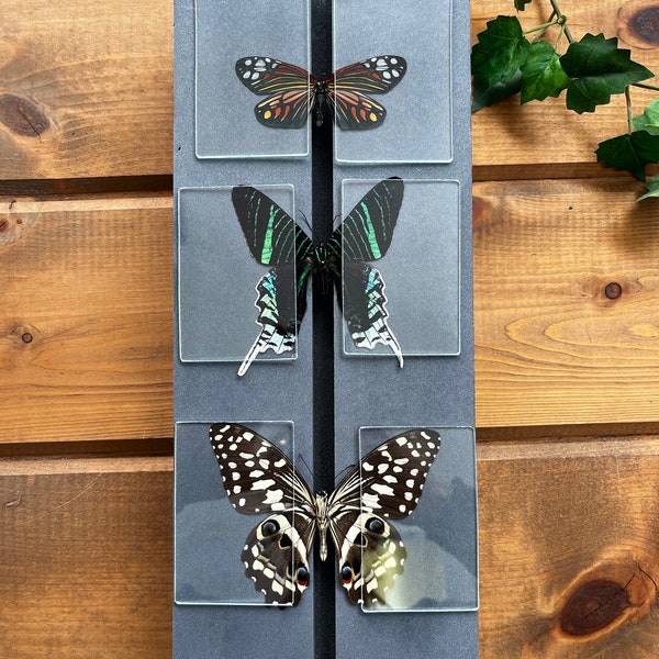 Butterfly Mounting Glass Slides