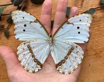 White Morpho Butterfly 'Morpho epistrophus' UNSPREAD