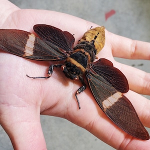 REAL Giant Black Cicada Tosena albata SPREAD insect